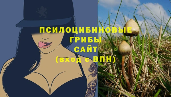 индика Каменногорск
